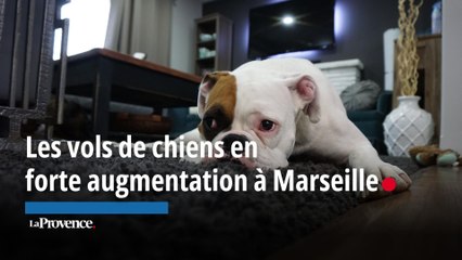 Marseille : les vols de chiens en forte augmentation