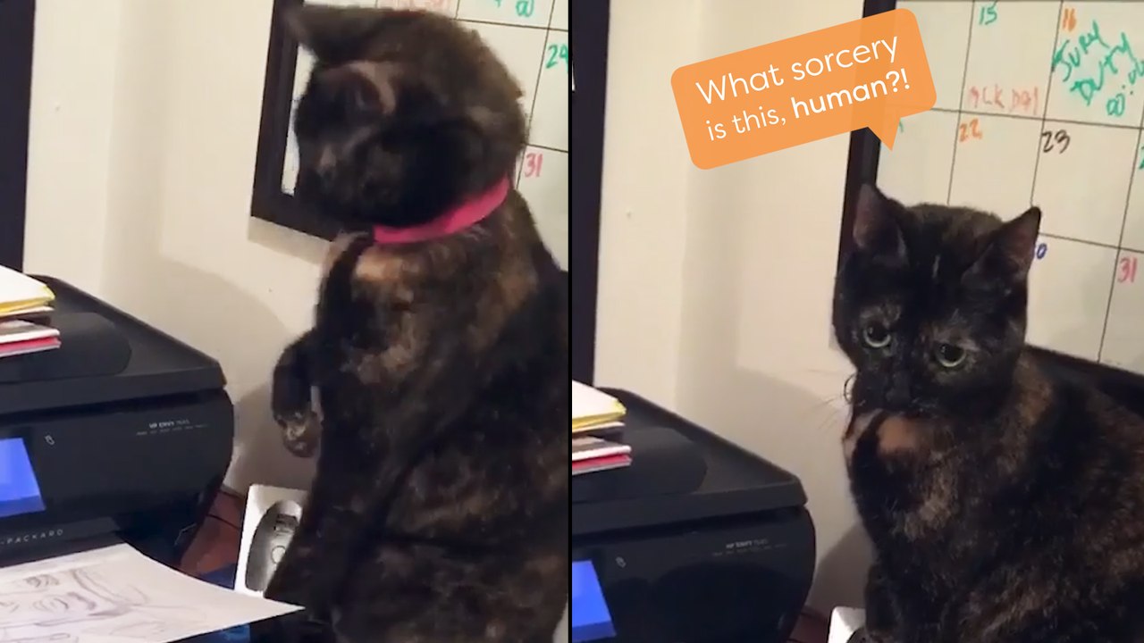 Scaredy Cat Keeps Getting SPOOKED BY A PRINTER!