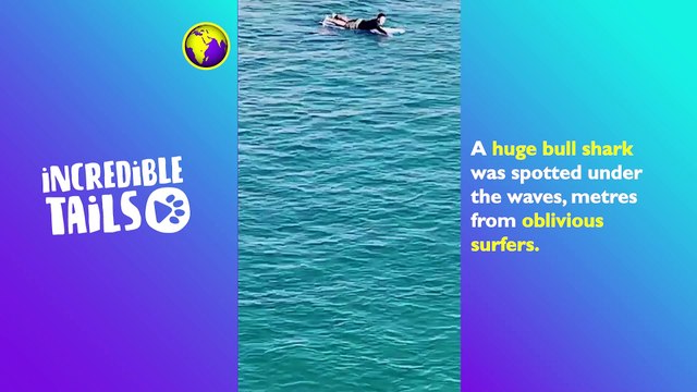 Bull Shark Swims METRES from Oblivious Surfers