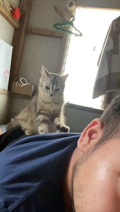 Kitten Mittens Give Massage