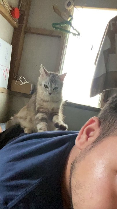 Kitten Mittens Give Massage