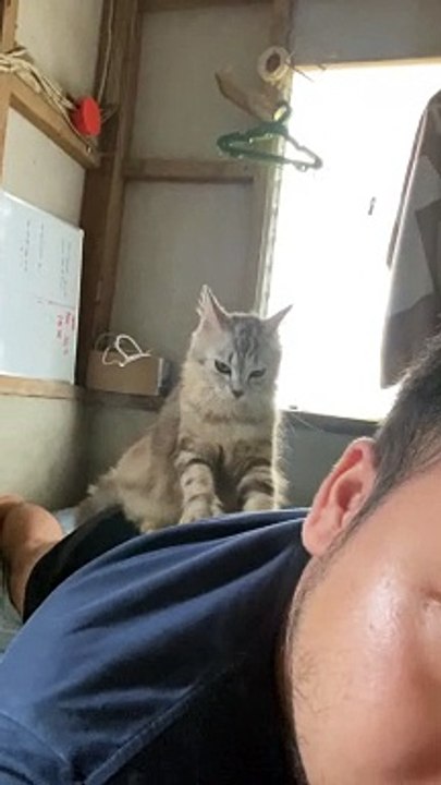 Kitten Mittens Give Massage