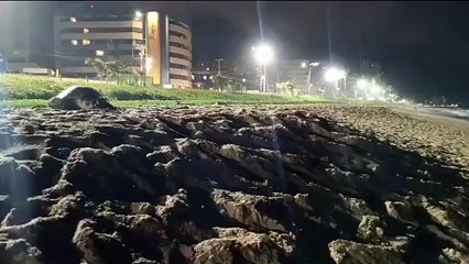 Biota registra desova de Tartaruga-Oliva em Maceió