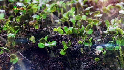 ویژه برنامه آینه – جمعه 12 آبان 1402