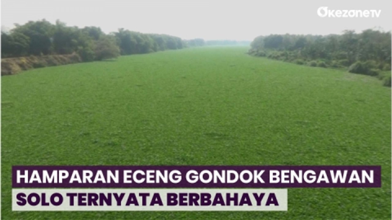 Terlihat Indah, Hamparan Eceng Gondok di Sungai Bengawan Solo Ternyata Berbahaya