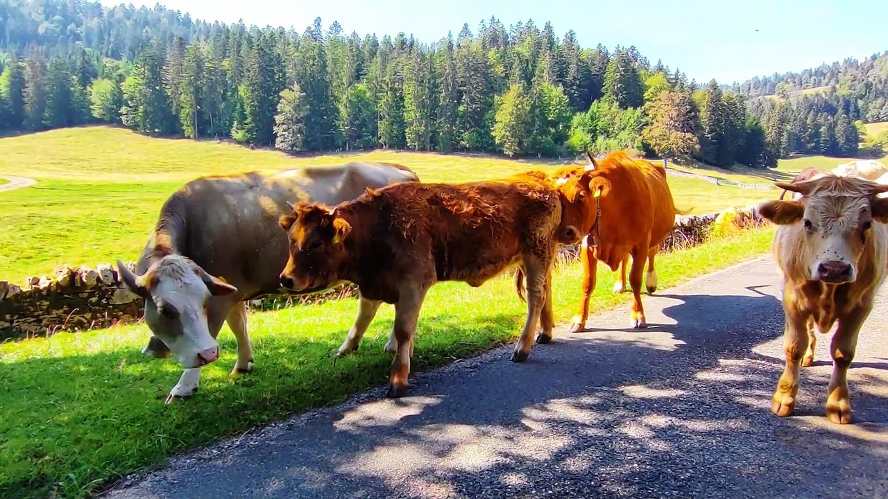 vaches dans Alpages du Jura