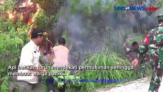 Dekati Permukiman Warga, Kobaran Api Hanguskan 15 Hektare Hutan Pinus di Mamasa