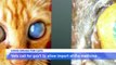 Vets in Taiwan Call for Gov’t To Permit COVID Drugs for Cats