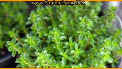 25 Alimentos para Tratar Giardiasis