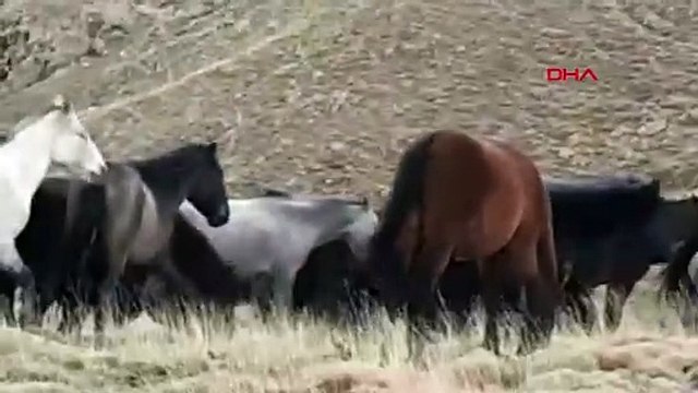 Kumalar Dağı'nda Yılkı Atları Görüntülendi