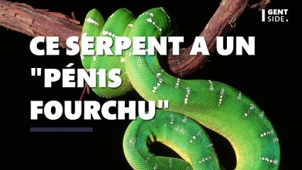 Une nouvelle espèce de serpent venimeux au "pénis fourchu" vient d'être découverte