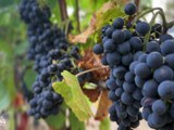 Place aux Paysans : La viticulture Chambre d'Agriculture Loire - Place aux paysans - TL7, Télévision loire 7