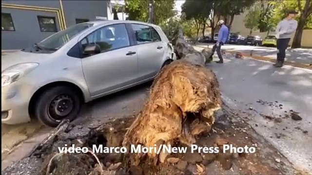 Firenze, la strage degli alberi per il forte vento