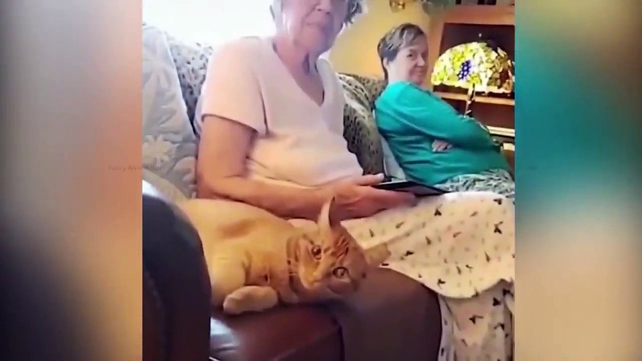 The funniest animals