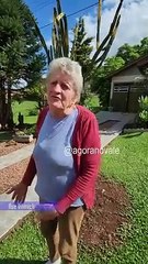 Cachorro vira-lata fiel visita túmulo de tutor todos os dias; assista