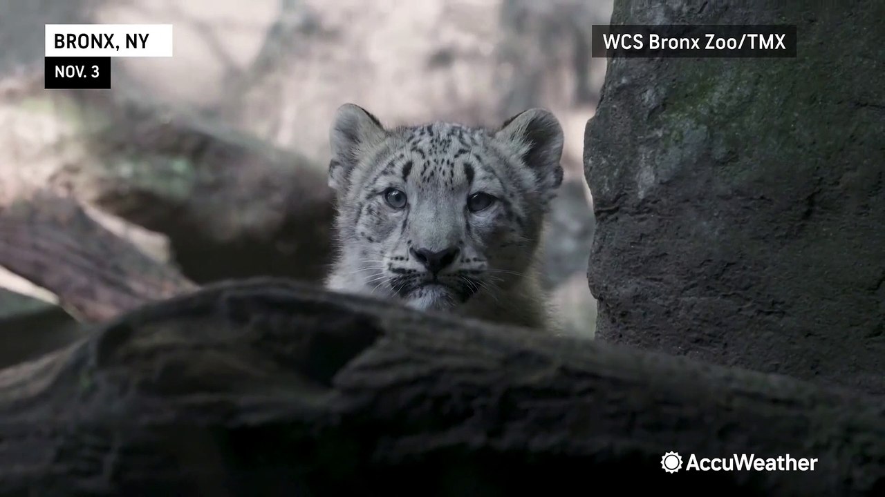 Rare snow leopard cubs make debut at Bronx Zoo