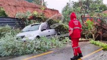 Árvore de grande porte cai e atinge dois veículos no Bigorrilho; um deles ficou destruído