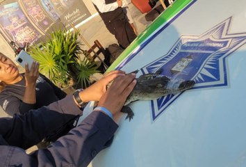 Descubren pequeño cocodrilo intentando ingresar a plaza comercial