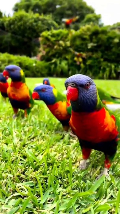 32k ultra Hd video | Relaxing music | #viral