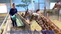 BEAUVAL / Comment sont encadrées les naissances en zoos ?
