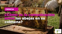 ¿Cómo es la comunicación entre las abejas en su colmena?