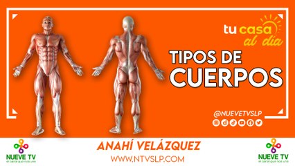 Descubriendo los Tipos de Cuerpos: Ectomorfo, Endomorfo y Mesomorfo