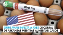 Gripe aviar infecta a aves de corral de Arkansas mientras aumentan casos en EU