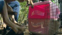 Matadouro de cães do Vietnã é fechado e liberta os filhotes