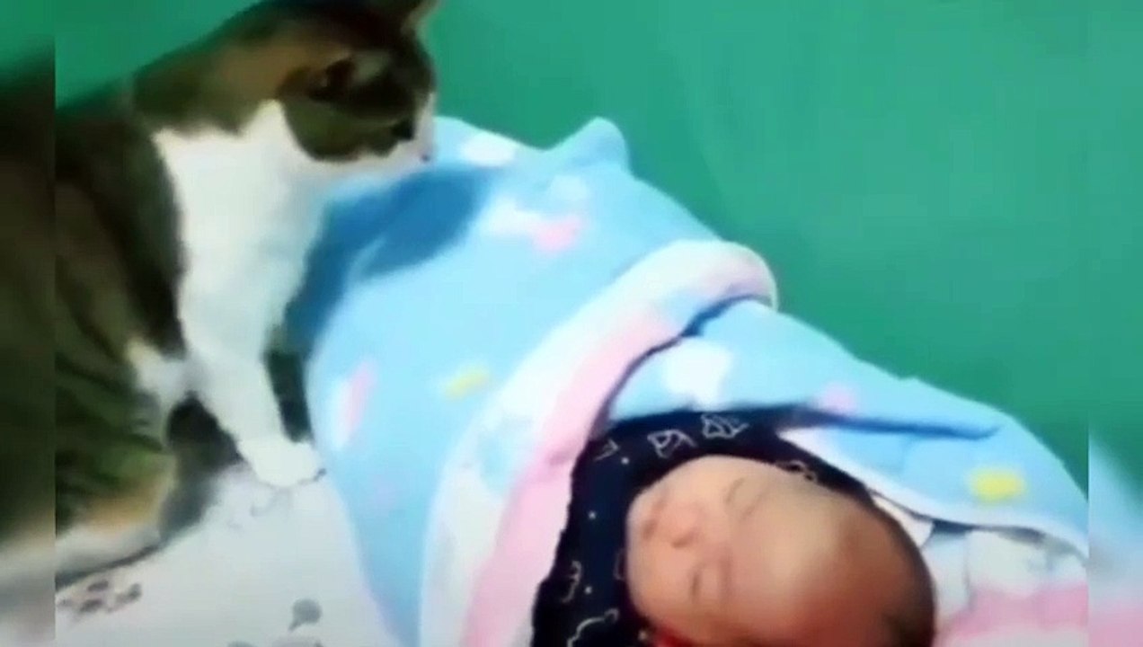 Cat and Love