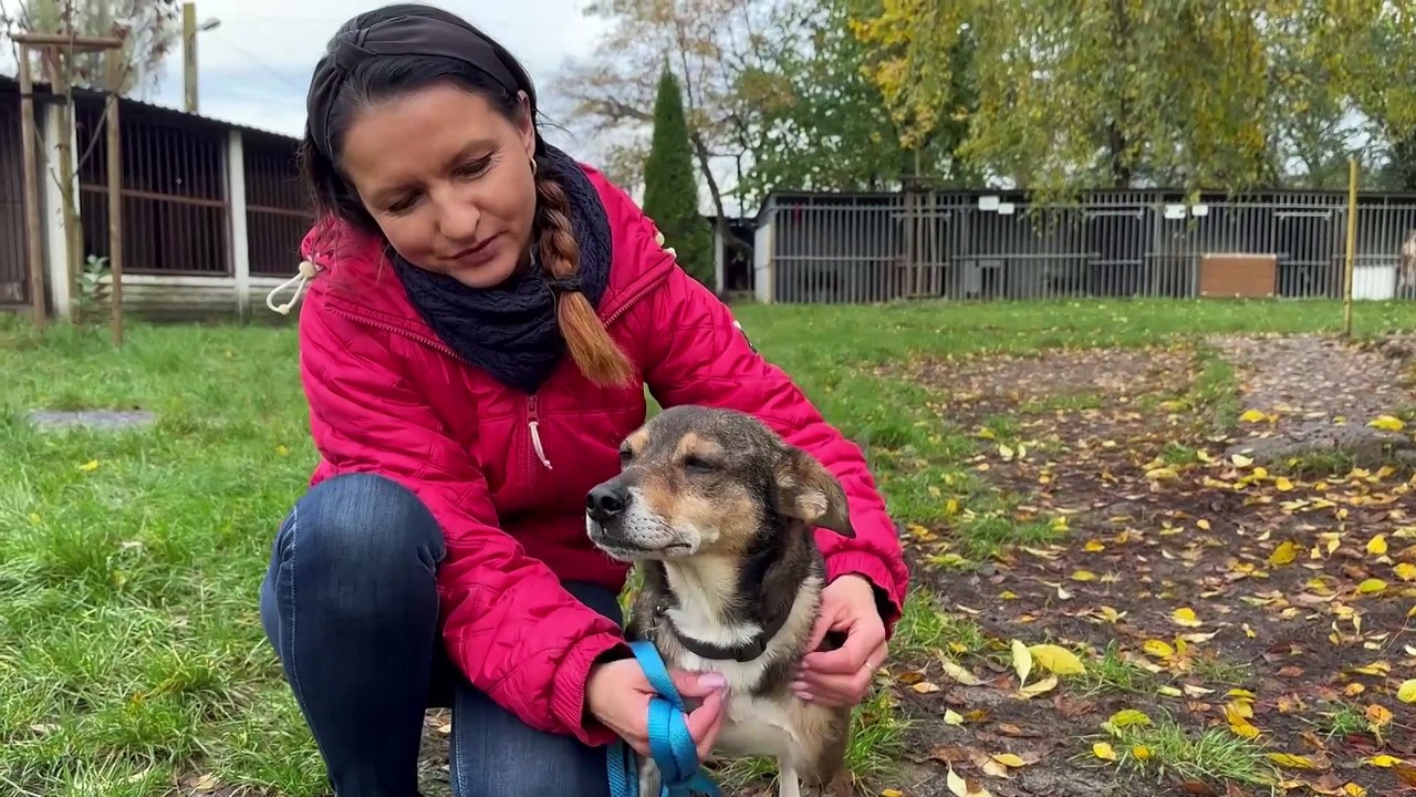 Będzie nowe schronisko dla zwierząt w Tomaszowie