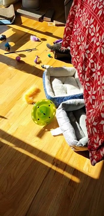 Sieste de chat à l'herbe à chat sur le coffre à jouets