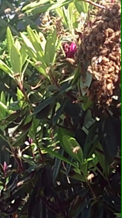 Bees are swarming at Pauls House Christchurch New Zealand - The Out There Channel Special