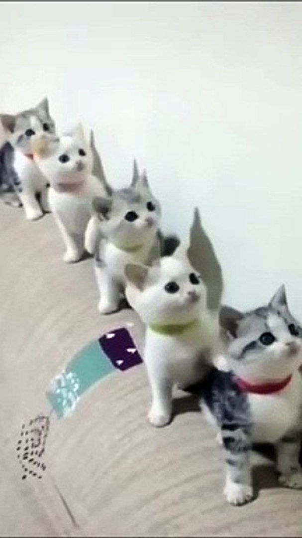 Cats Doing Cat Things - funny cat videos