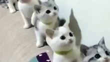 Cats Doing Cat Things - funny cat videos