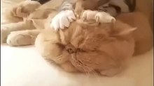 Cats Doing Cat Things