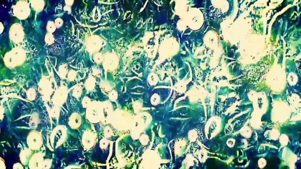 هجوم العمالقة على المدينة بعد كسر الجدار العازل 2 _ ملخص فيلم هجوم العمالقة Attack on titan 2