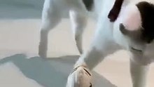 Funny cat videos | cute cats | Try not to laugh | Cat videos Compilation 2023