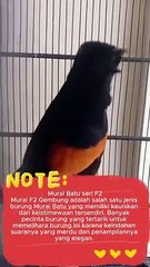 Mengenal murai batu seri F2