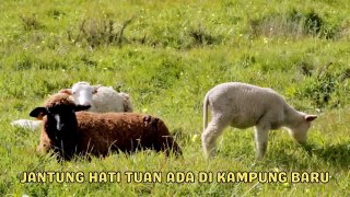 ✅ Lagu Anak Kambing Saya _ Lagu Anak Indonesia _ Lagu Anak Balita _ Lagu Anak Terbaru