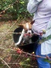 Dog Helps Harvest Coffee Beans