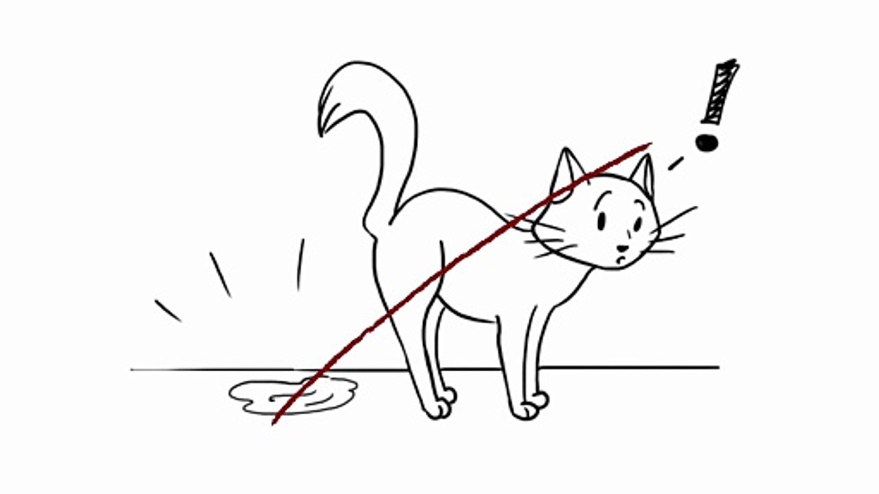 This Common Fruit Instantly Stops Cat Bad Behavior