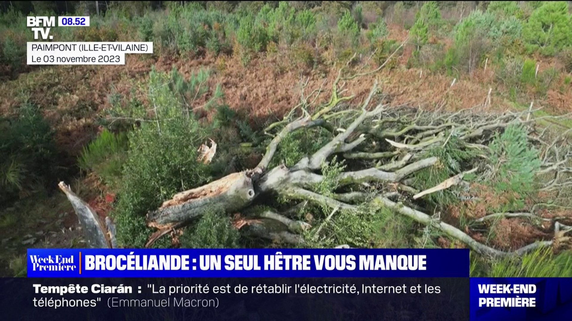 Brocéliande: un hêtre de plus de 250 ans déraciné par la tempête Ciaràn -  Vidéo Dailymotion