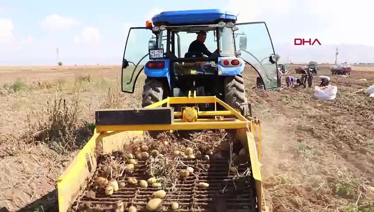 Sandıklı'da İkinci Ekim Patates Verimi Üreticileri Sevindirdi
