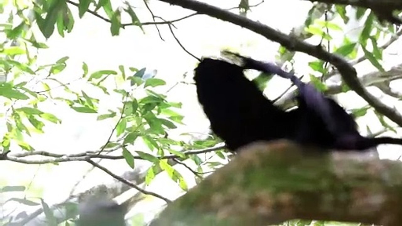 Male Paradise Riflebird Shows Off For Female - video Dailymotion