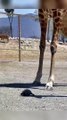 Giraffe And Turtle Funny Moments | Animals Funny Reactions | Animals Funny Moments | Cute Pets #fun #animal #pets #satisfyingvideos #giraffes #turtle #love #cute #beautiful #funny