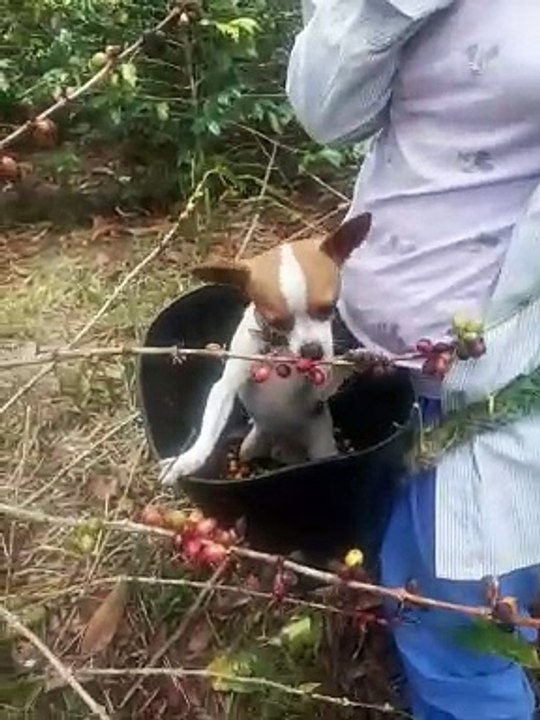 Dog Helps Harvest Coffee Beans
