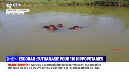 Le gouvernement colombien décide d'euthanasier 116 hippopotames de Pablo Escobar