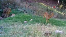Bozkırın yaban hayvanları doğal yaşamlarında böyle görüntülendi