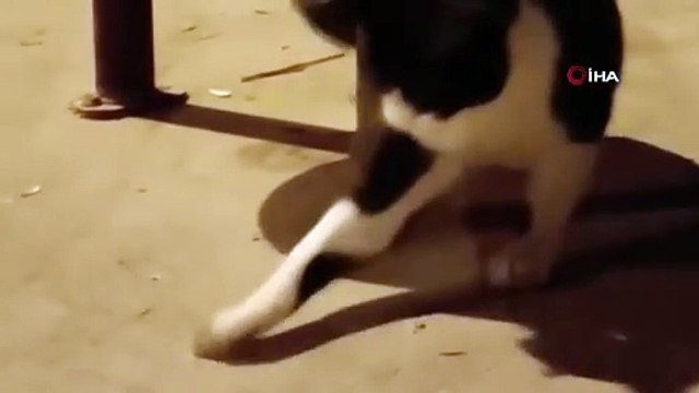 Kedinin fare ile oyunu kameraya yansıdı