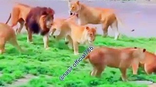 Goreela vs lion fight.watch now:heylink.me/ nasirlodhi
